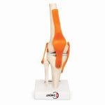Human Knee Joint Model